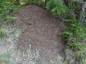 Mraveniště plné lesních mravenců.