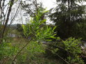 Svěží listy vrby na levém břehu Křemelné.