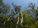 Jasany původně rostly mezi dalšími stromy, po částečném vykácení však je vidět, kde bývalo třeba ochrany.