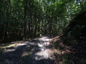 Lesní cesta podél chráněného území nad Modřínem Trojákem.