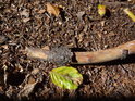 Barevný kontrast bukového listu s uschlou bukovou větví odpovídá nastupujícímu podzimu.