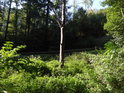Zarůstající mýtina nedaleko zřetelné lesní cesty.