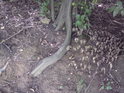 Mladý buk a jeden z jeho kořenů, který je obnažený.
