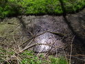 Slepé rameno Heraltického potoka má hladinu nepropustnou již na jaře, ještě dřív, než se plně rozvine listí.