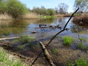 Vodní plocha v nitru chráněného území Heraltický potok.