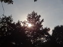 Slunce za pobřežní olší u Roučkova jezera.