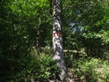 Vnější hraniční znak chráněného území na javoru na okraji lesa.