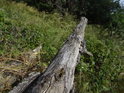 Dubový pahýl v zajímavé šikmé poloze kousek nad zemí.