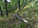 Ležící dubová souška v lesním svahu.