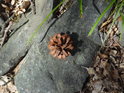 Borová šiška na plochém kameni obklopeném suchým dubovým listím.