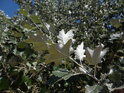 Bílé listy se barevně vyjímají vůči okolí.
