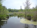Ve východní části rybníka Velká Houkvice.