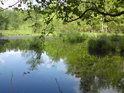 Bukové větve se sklání nad hladinou rybníka Malá Houkvice.