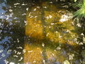 Slatinná barva vody ve stružce, odtékající z rybníka Velká Houkvice, mířící do náhonu Alba.
