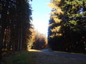 Do podzimního hávu obléknutý les obklopuje silnic, ležící v Polsku a vedoucí na Zieleniec.