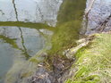 Vody je právě nad stav, což dokládá pohled do rybníka u břehu.
