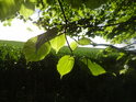Sluncem osvětlené listy stromů na Hrubé louce.
