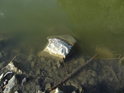 Kámen byl asi záhozový, teď leží v rybníce při břehu tak nějak bez ladu a skladu.