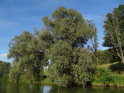 Vrby na východním břehu rybníka Jalovák.