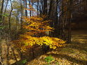 Okouzlující barvy podzimu v bukovém lese.
