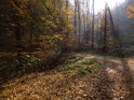 Oblouk lesní cesty v podzimní romantice bukového lesa.