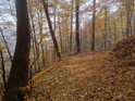 Dobře znatelná lesní cesta pokrytá čerstvě napadanými bukovými listy.