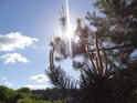 Kouzelné sluneční paprsky za mladou borovou větví.