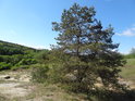 Osamělá borovice v horní části Ježovského lomu.