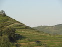 Terasovité vinohrady na svahu Malé Venduly.