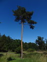 Mladá esíčkovitá borovice s modrou oblohou v pozadí.