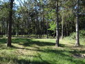 Menší smíšený les s převahou borovic.