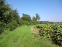 Slunečnicové pole vedle chráněného území.