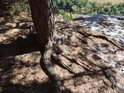 Kořeny borovice mají jen málo prostoru pro uchycení na ploché skále a tak se strom naklání.