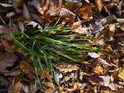 Živý trs trávy v popadaném bukovém listí.