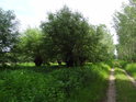 Košíkářské vrby v Knížecím lese.