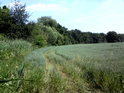 Na západní hranici chráněného území sousedí lán s pšenicí.
