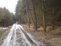V západní části chráněného území vede lesní cesta jako když střelí.