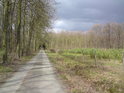 Přímá lesní cesta se školkou napravo je zakrytá větvemi s rašícími pupeny a ocelovou modrošedou oblohou.