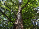 Uschlá borovice a za ní zelené bukové listí.