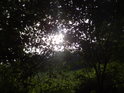 Slunce za listy křoví v Krnovci.