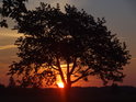 Východ Slunce pod větvemi stromu pozorovaný od Kusé hory.