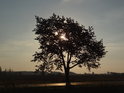 Slunce stoupá za stromem do výšky a to zvyšuje teplotu.