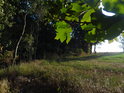 Loučka pod javorovými listy mezi lesem a silnicí.