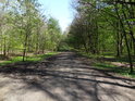 Lesní cesta přes chráněné území Landek.