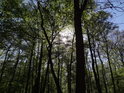 Slunce prosvítá korunami stromů v chráněném území Landek.