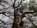 Borovice je mezi duby a habry spíše osamělá.
