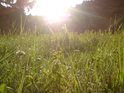 Kapičky rosy na stéblech trávy při vycházejícím Slunci nenechají romantické srdce v klidu.