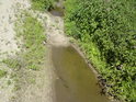 I toto je řeka Morava, v místech u přírodní rezervace Litovelské luhy.
