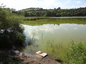 Zblízka je voda Malhostického rybníka úplně zelená, tedy na počátku srpna mají vodní mikroorganismy ideální podmínky.