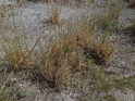 Trsy vyschlé trávy pod Malhostovickou peckou.